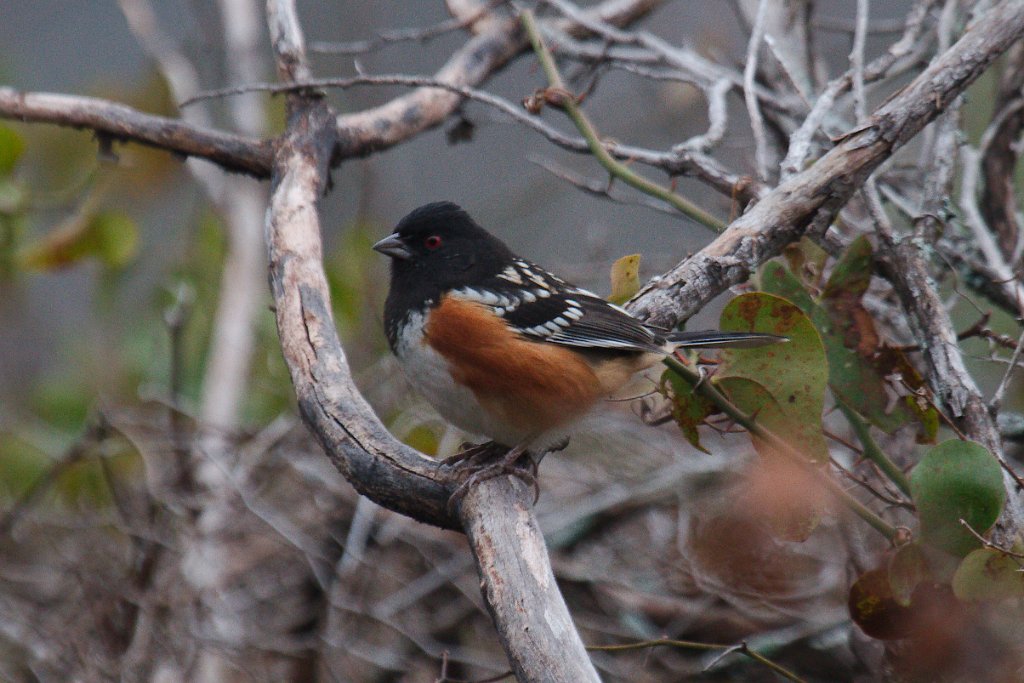 Spotted Towhee 2013-12-14_2.jpg